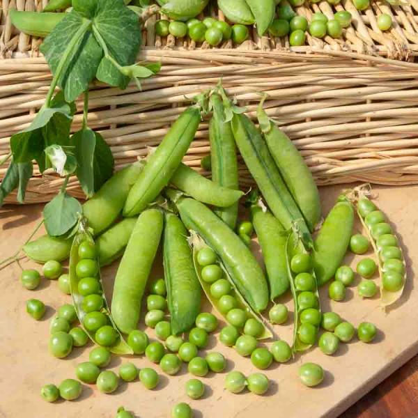 Légumes Secs - Pois Grimpant à Grain Rond Roi des Conserves - 20 m - face recto